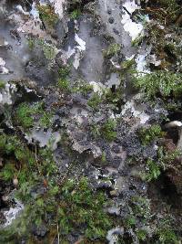 Peltigera praetextata image