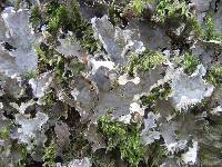 Peltigera praetextata image