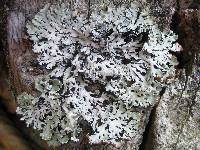 Hypogymnia physodes image