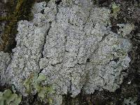 Pertusaria albescens var. albescens image