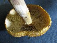 Gymnopilus fulvosquamulosus image