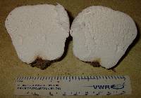 Calvatia cyathiformis image