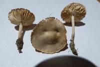 Marasmius oreades image