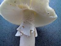 Amanita porphyria image