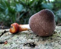 Lepiota besseyi image