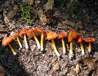 Hygrocybe cuspidata image