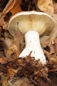 Clitocybe robusta image