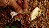 Amanita citrina var. lavendula image