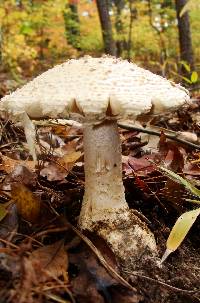 Amanita ravenelii image