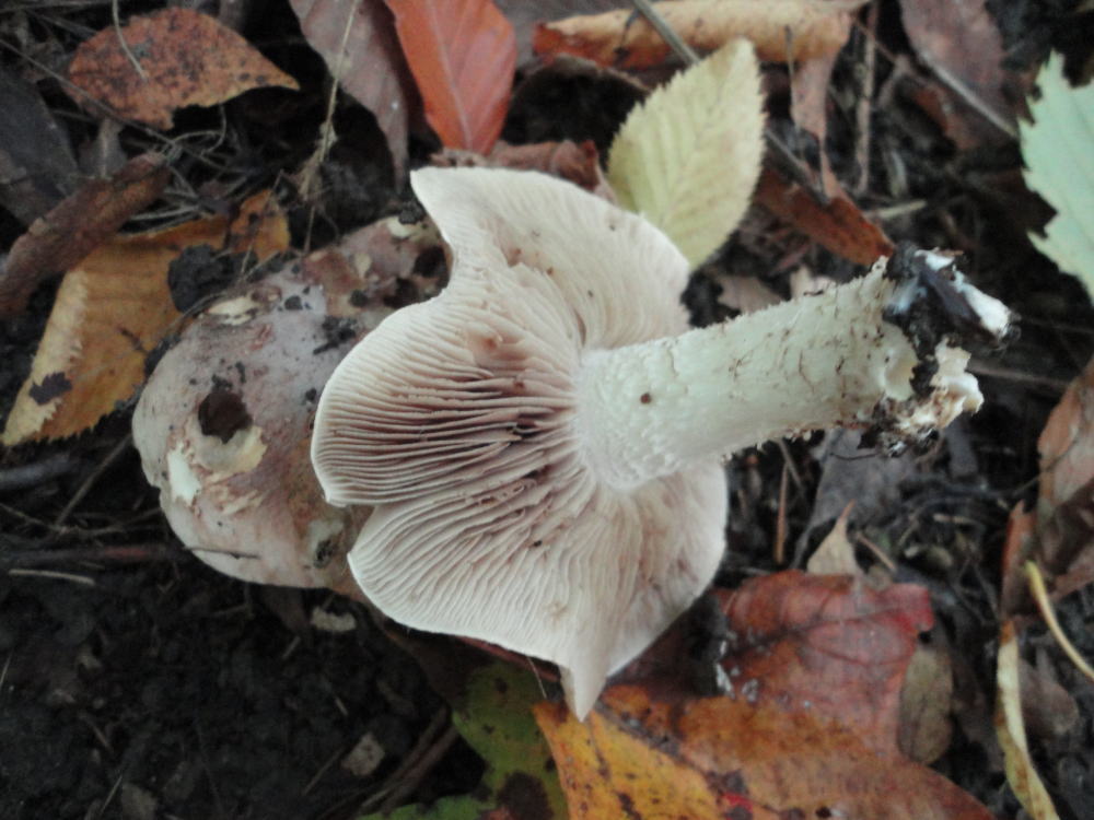 Hebeloma insigne image