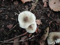 Tricholoma umbonatum image