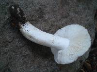 Tricholoma subresplendens image