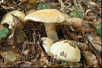 Cortinarius sebaceus image