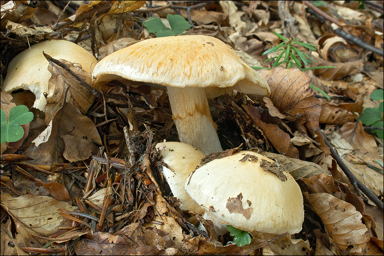 Cortinarius sebaceus image