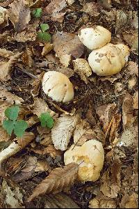 Cortinarius sebaceus image