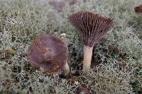 Hygrocybe lacmus image