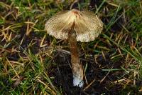 Inocybe sororia image