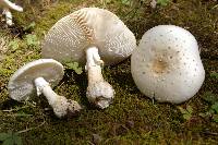 Amanita canescens image