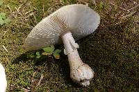 Amanita canescens image