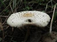 Chlorophyllum hortense image