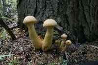 Gymnopilus viridans image