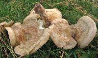 Lactarius chelidonium var. chelidonioides image