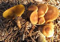 Cortinarius sect. Dermocybe image