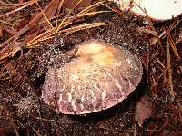 Russula variata image