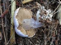 Cortinarius traganus image