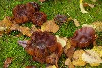 Cortinarius obtusus image