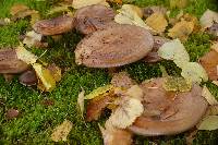 Paxillus cuprinus image