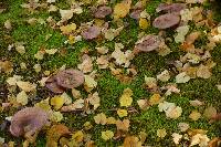 Paxillus cuprinus image