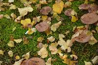 Paxillus cuprinus image