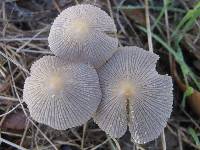 Coprinellus xanthothrix image