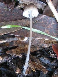 Mycena abramsii image