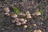 Psilocybe stuntzii image