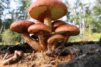 Gymnopilus luteofolius image