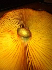 Gymnopilus luteofolius image