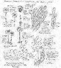 Flammulaster limulatus var. litus image