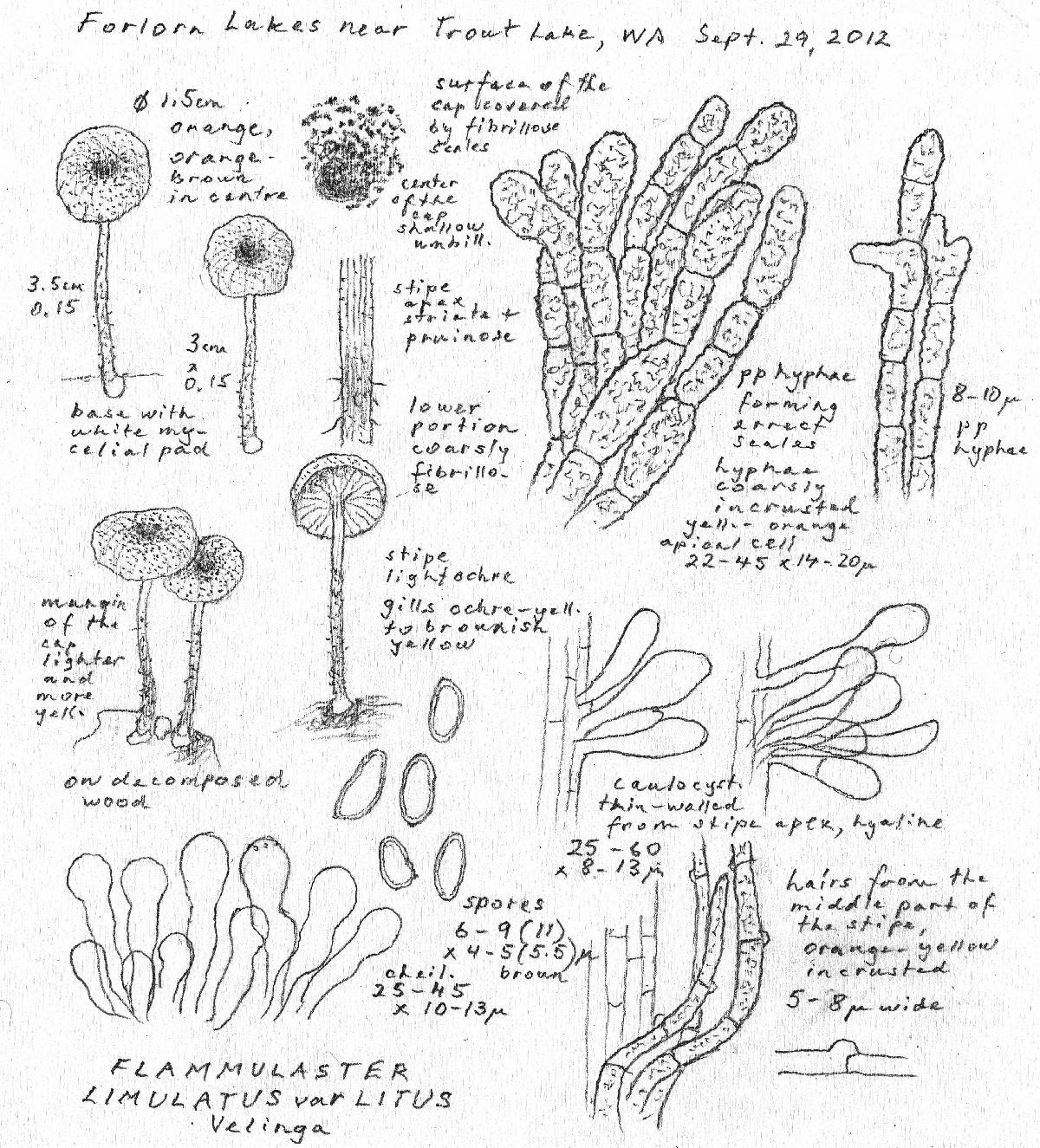 Flammulaster limulatus var. litus image