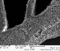 Gymnopilus viridans image