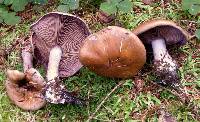 Cortinarius purpurascens image