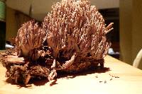 Ramaria stricta image