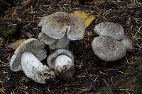 Tricholoma pardinum image