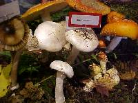 Amanita smithiana image