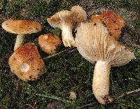 Hygrophorus subsalmonius image