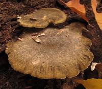 Polyporus brumalis image