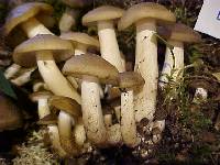 Lyophyllum decastes image