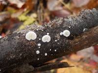 Crepidotus versutus image