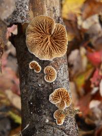 Crepidotus versutus image